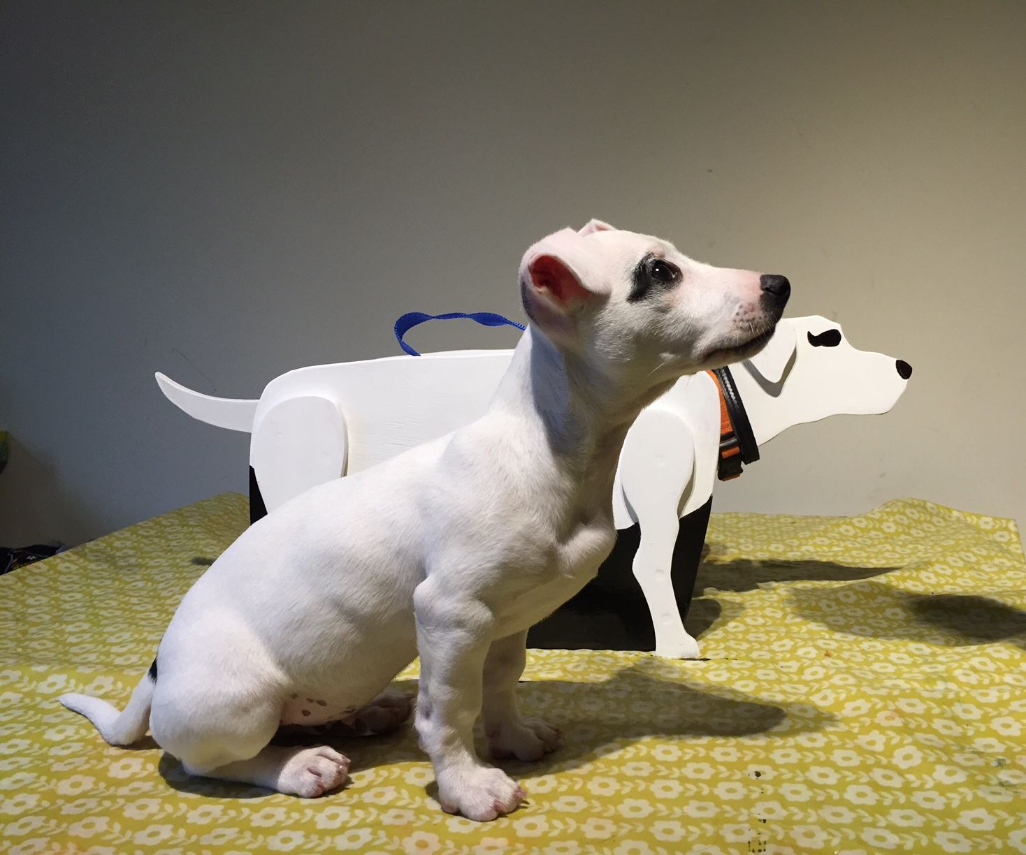 DIY Dog Storage Box