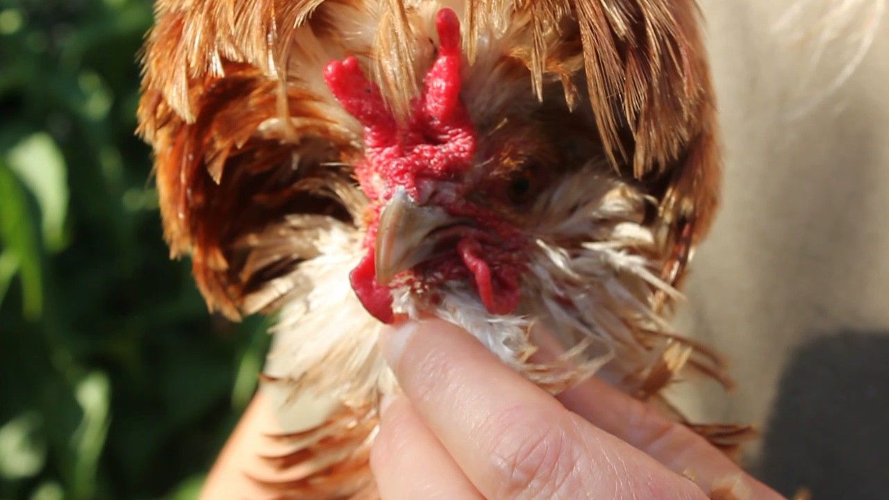 Steam Inhalation, Respiratory Problems in Organic Poultry. Inhalation - Poules.  Inhalación Gallinas.