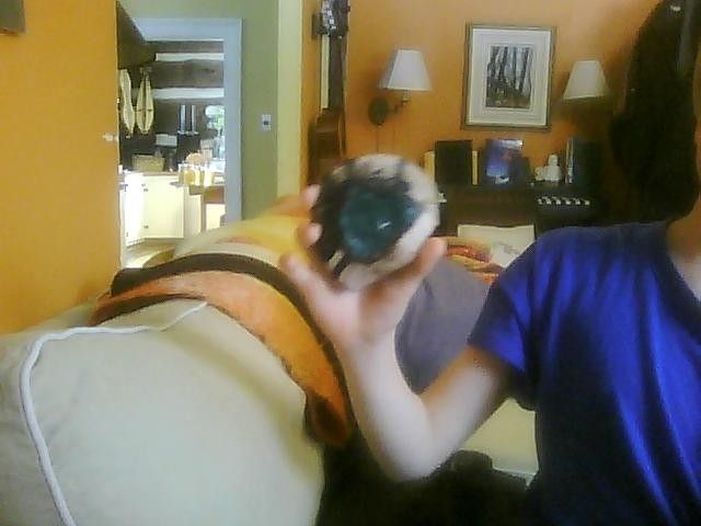 Horseshoe Fungi Lamp