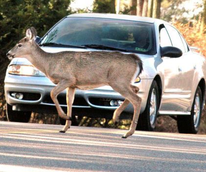 Deer UV Lights