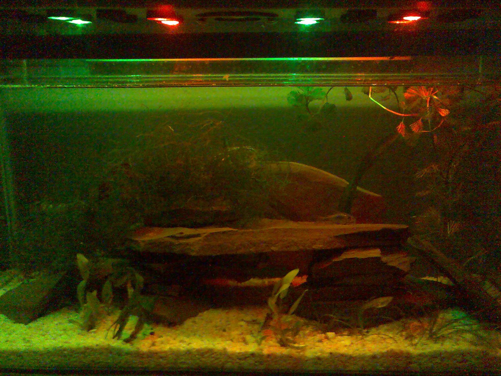 Led Acvarium