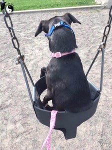 Our Dog Model - Britney