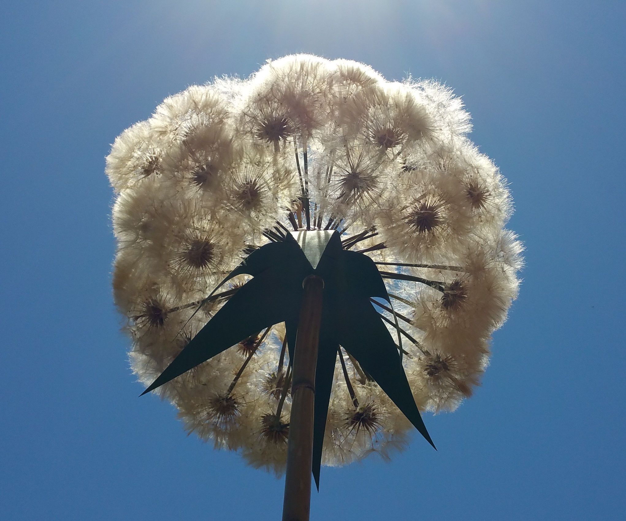 Giant Fractal Dandelion