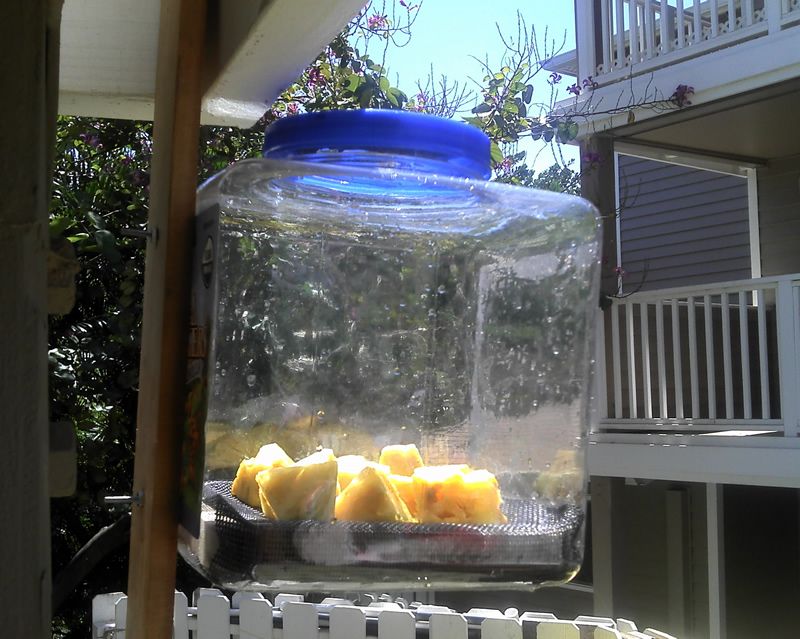 Free, green, solar dehydrator
