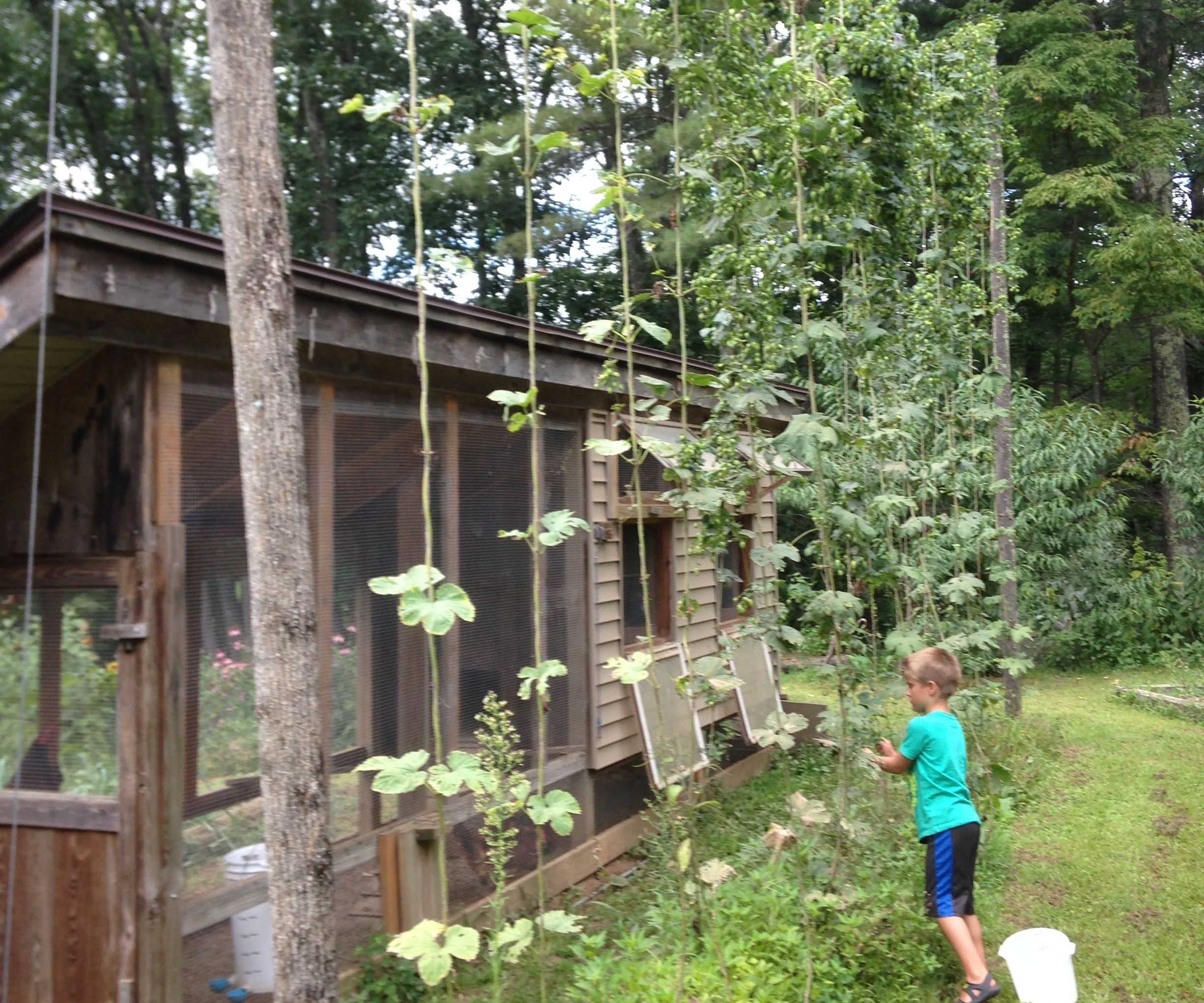 Growing Hops at Home