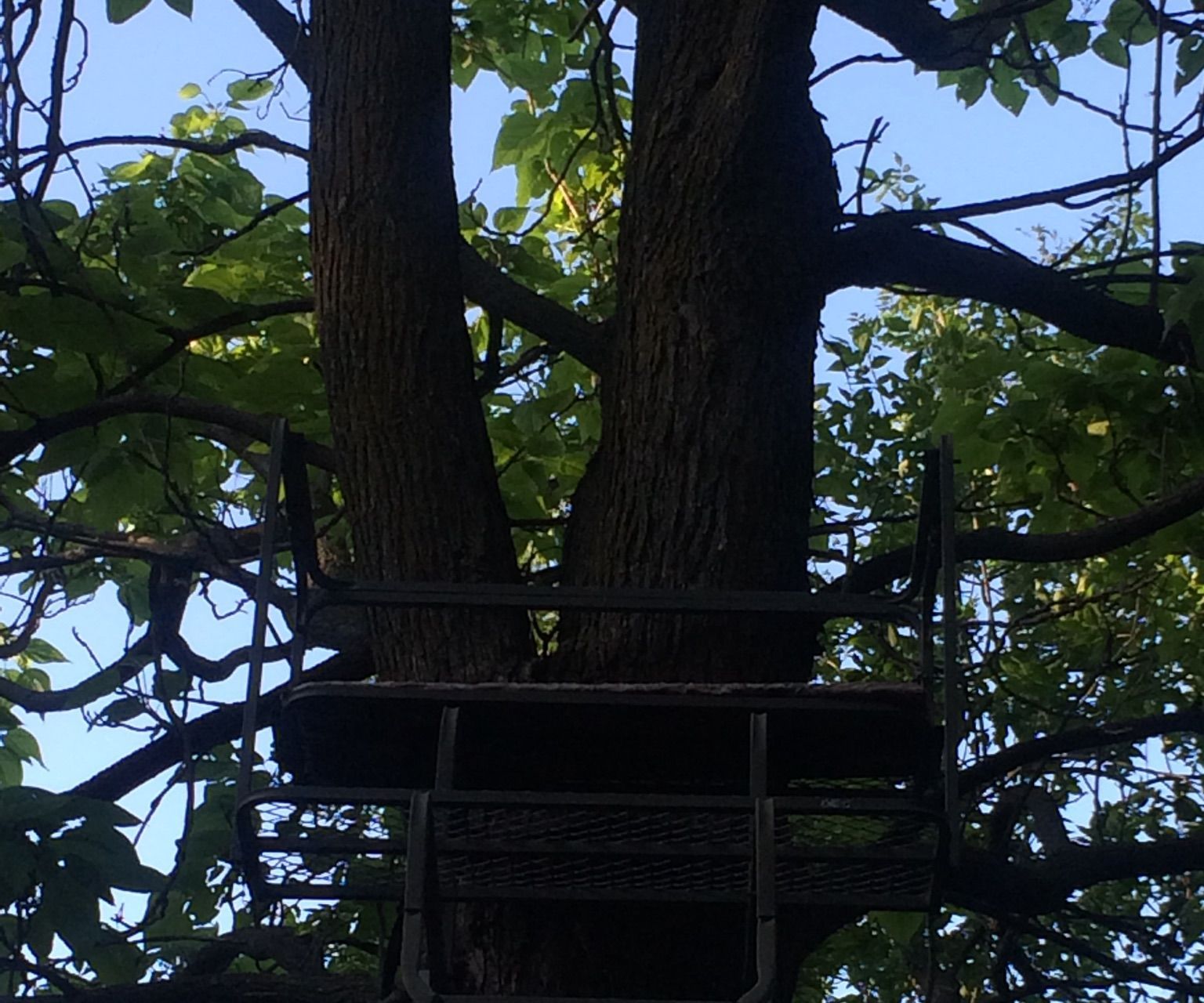 Building the Perfect Tree Stand