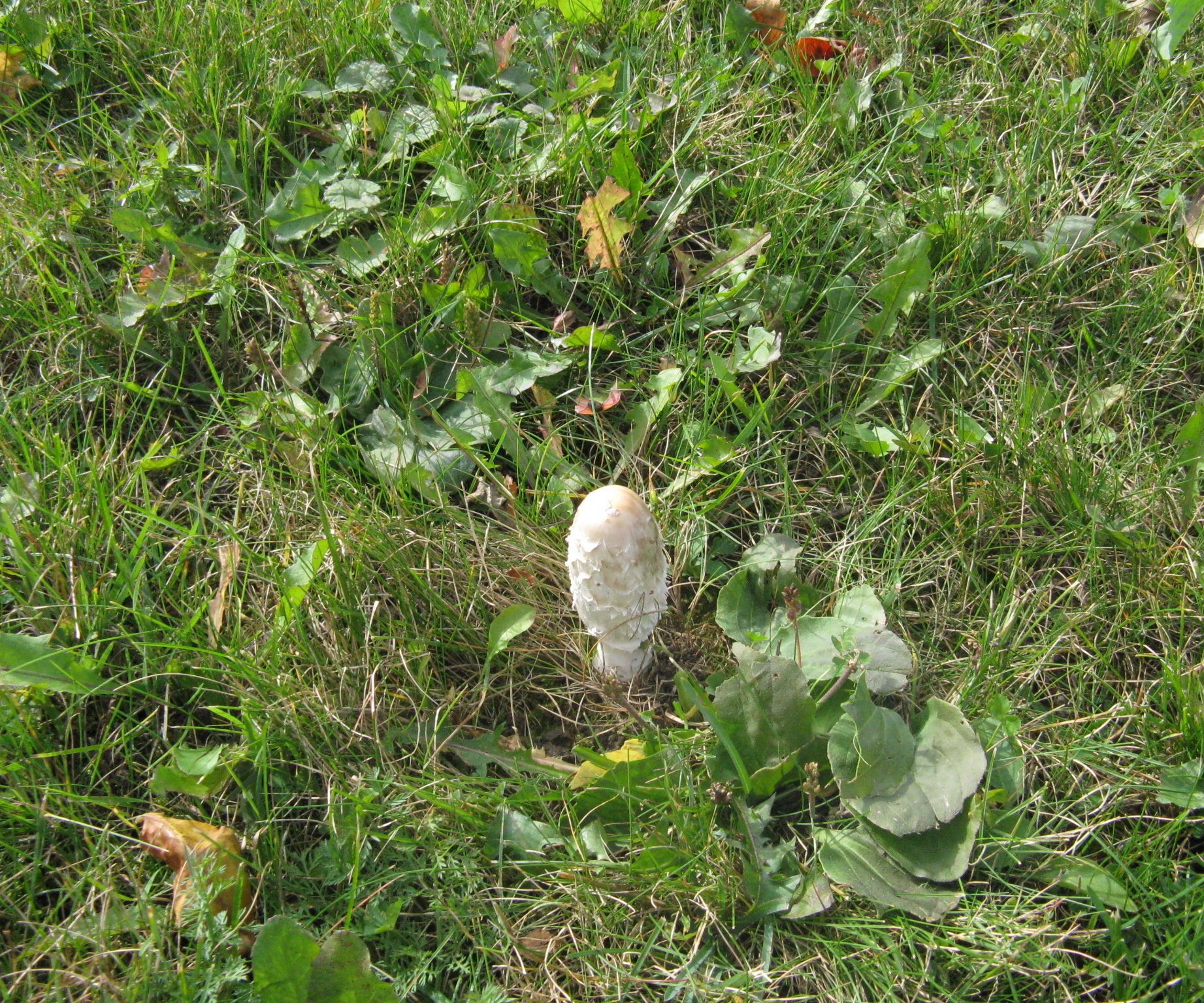 Prepping Wild Mushrooms
