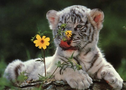 If That Wasn't Enough, Here's a Real Snow Tiger