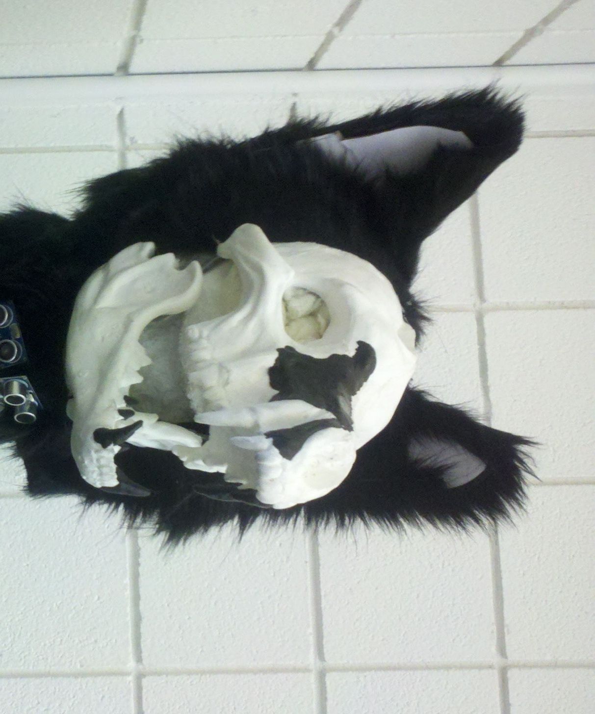 Animatronic Wolf head