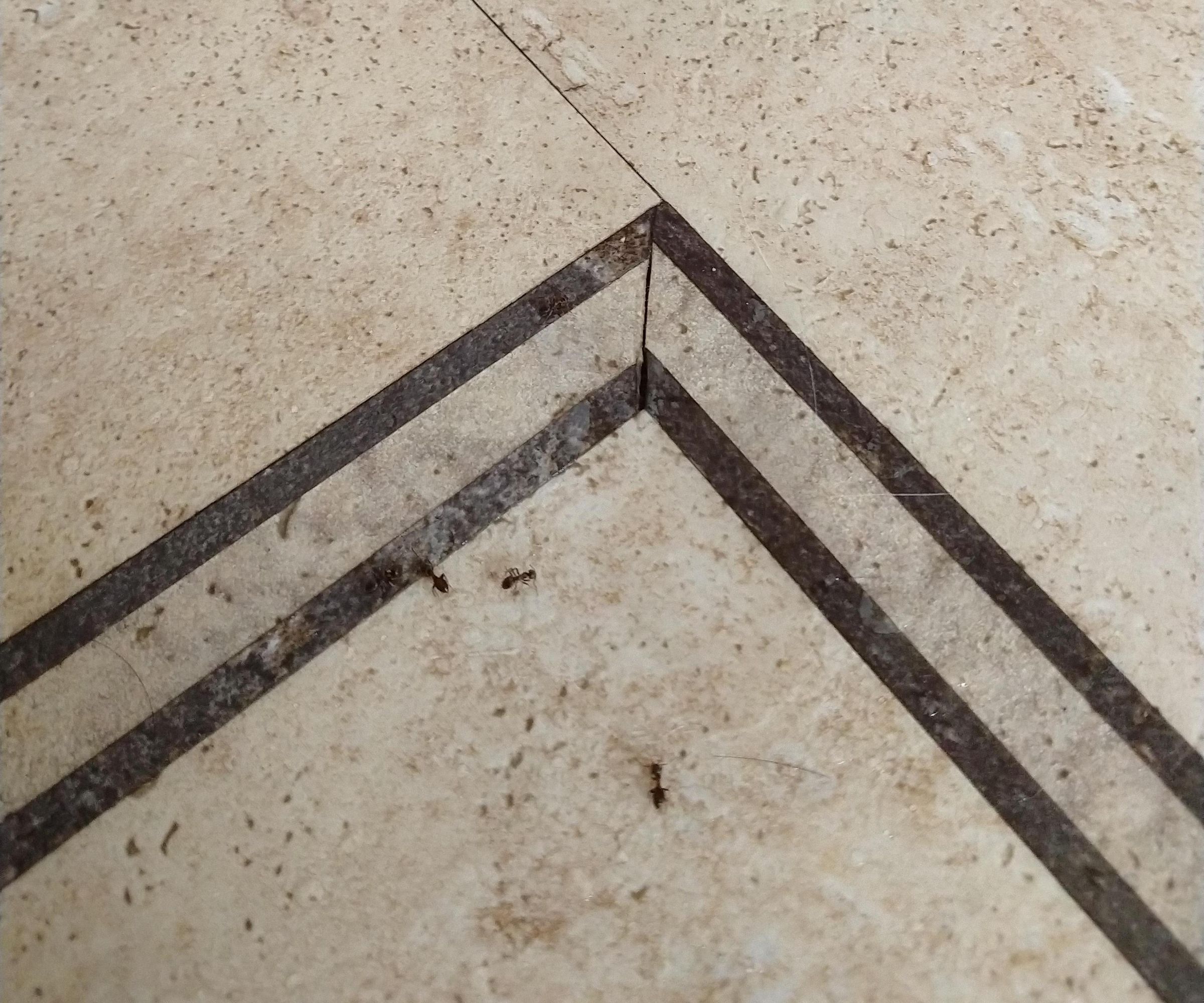 Fix That Ant Problem