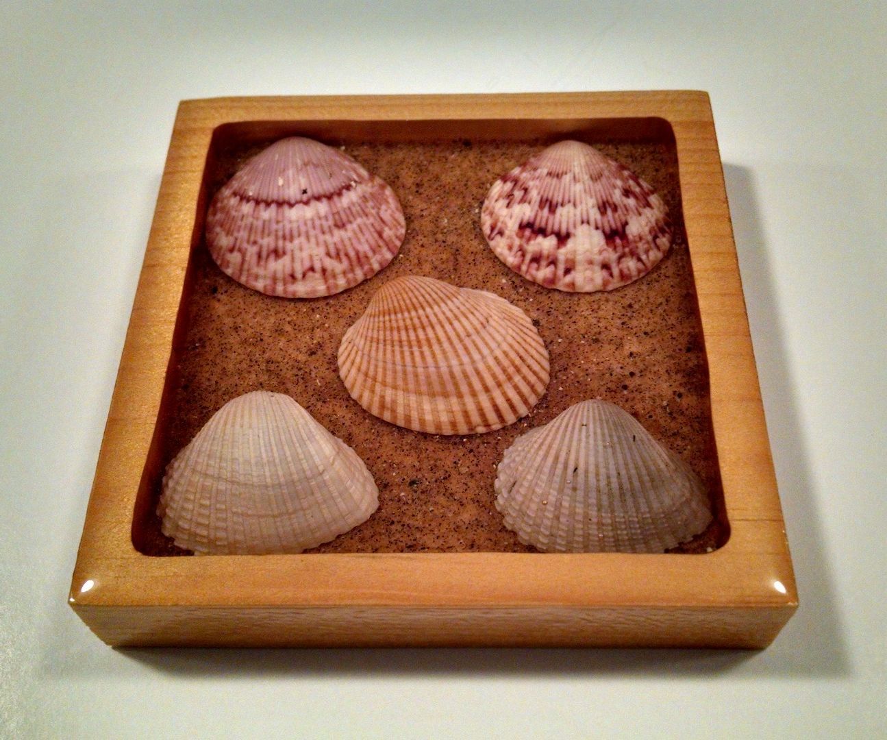 Sea Shell Drink Coaster