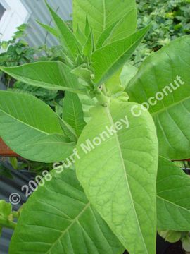 fermented tobacco leaves Tobacco Fermentation / Curing Chamber for Cigars : 6 Steps