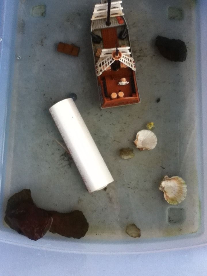 Quick and Easy Salamander Tank