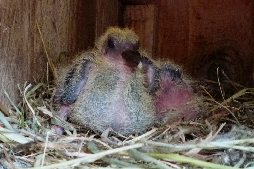 How to Hand Feed a Tiny Baby Pigeon in an Emergency - a Quick, Simple and Messy Method!
