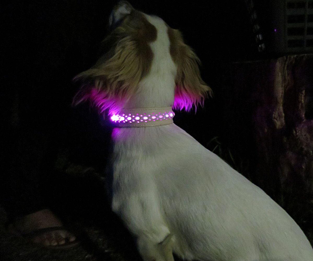 Leather Light-Emitting (LED) Dog Collar