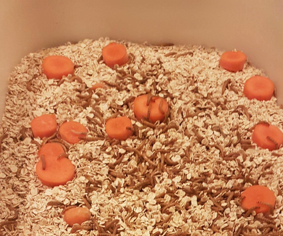 Small Factor Mealworm Farm