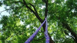 Τtree With Rope How to Climb a Tree (using Only Rope!) the Fun/simple Way : 6 Steps ...