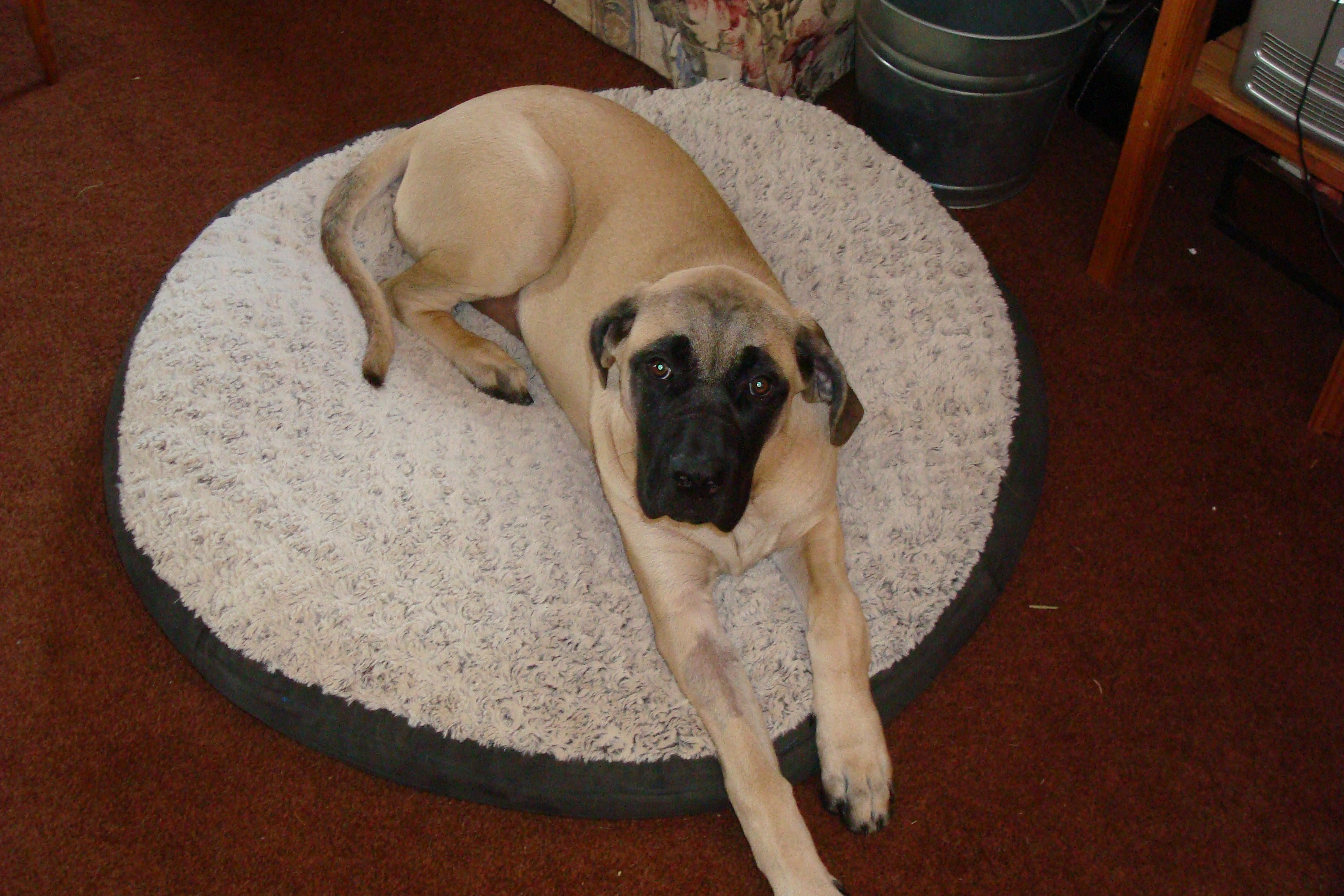 Get a Dog to Eat(and Like) a Pill 4 Steps (with Pictures) Instructables