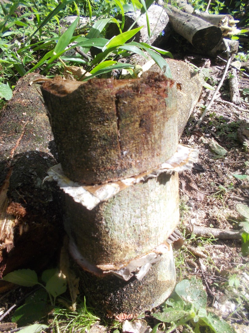 Layer Between Timber Biscuts