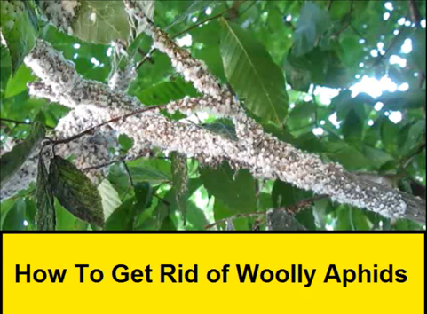 How to Get Rid of Woolly Aphids