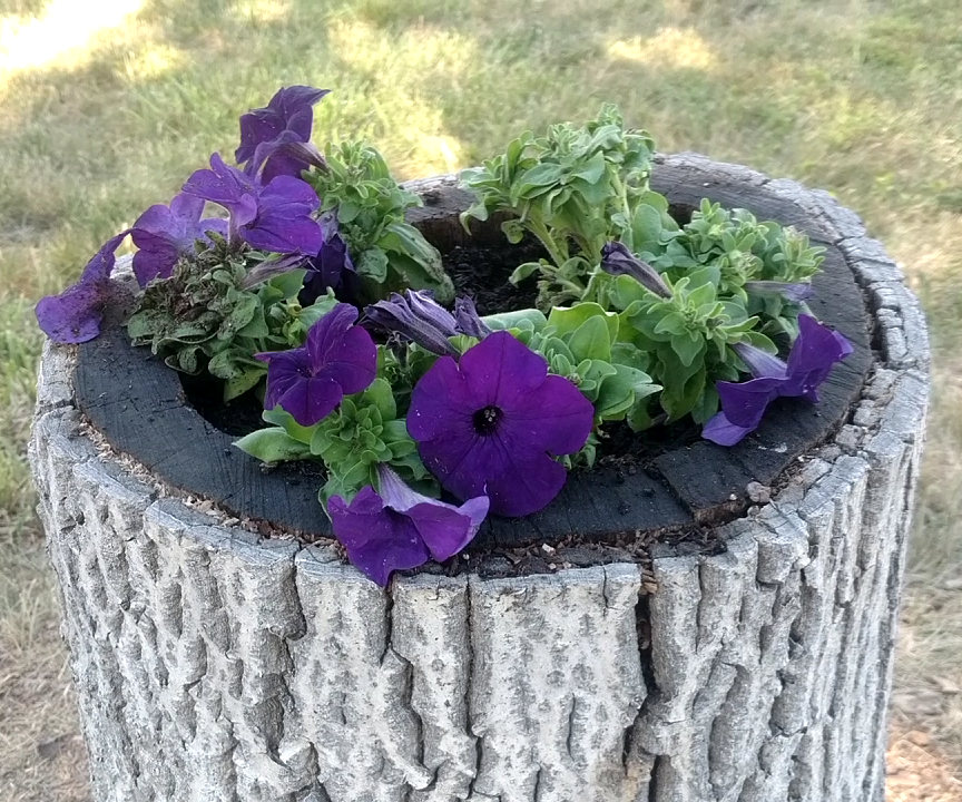 Turn a Stump Into a Planter