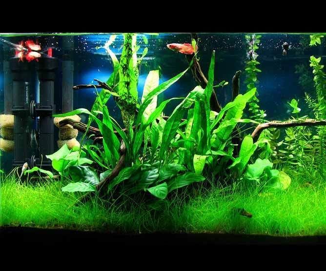 Fish Tank Temperature Realtime Visualiser