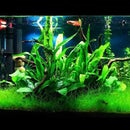 Fish Tank temperature realtime visualiser