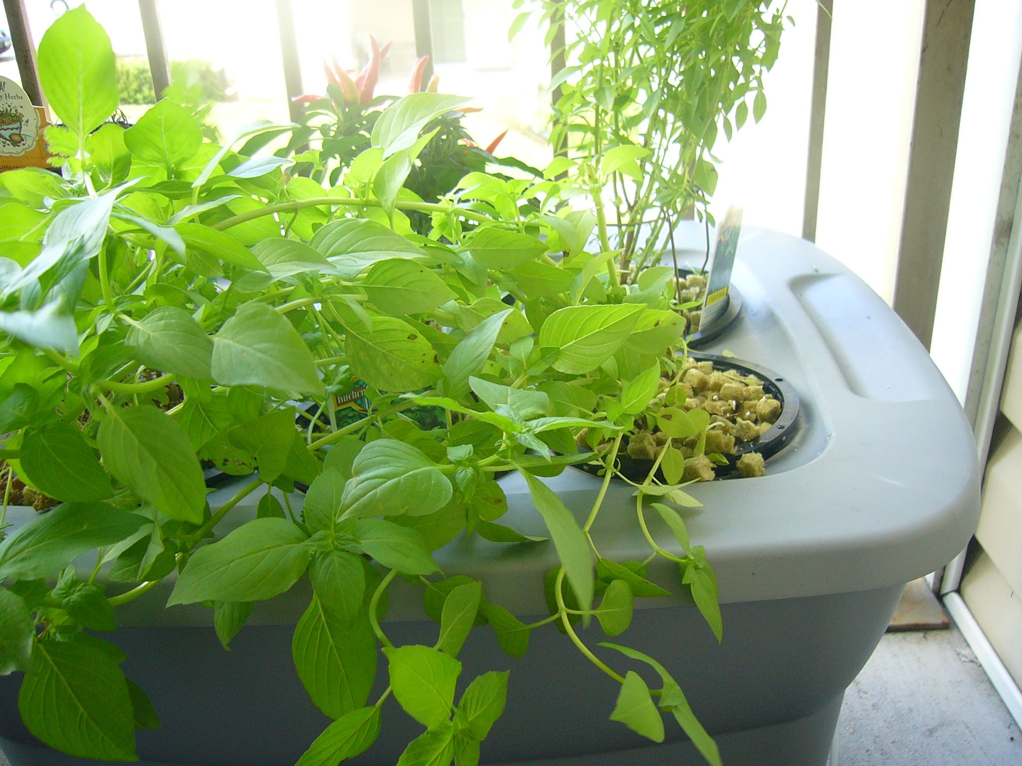 Solutions to Hydroponic Problems (Lack of Root-Plant Support)