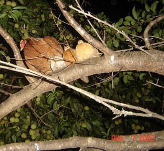 Ninety-second Poached Eggs