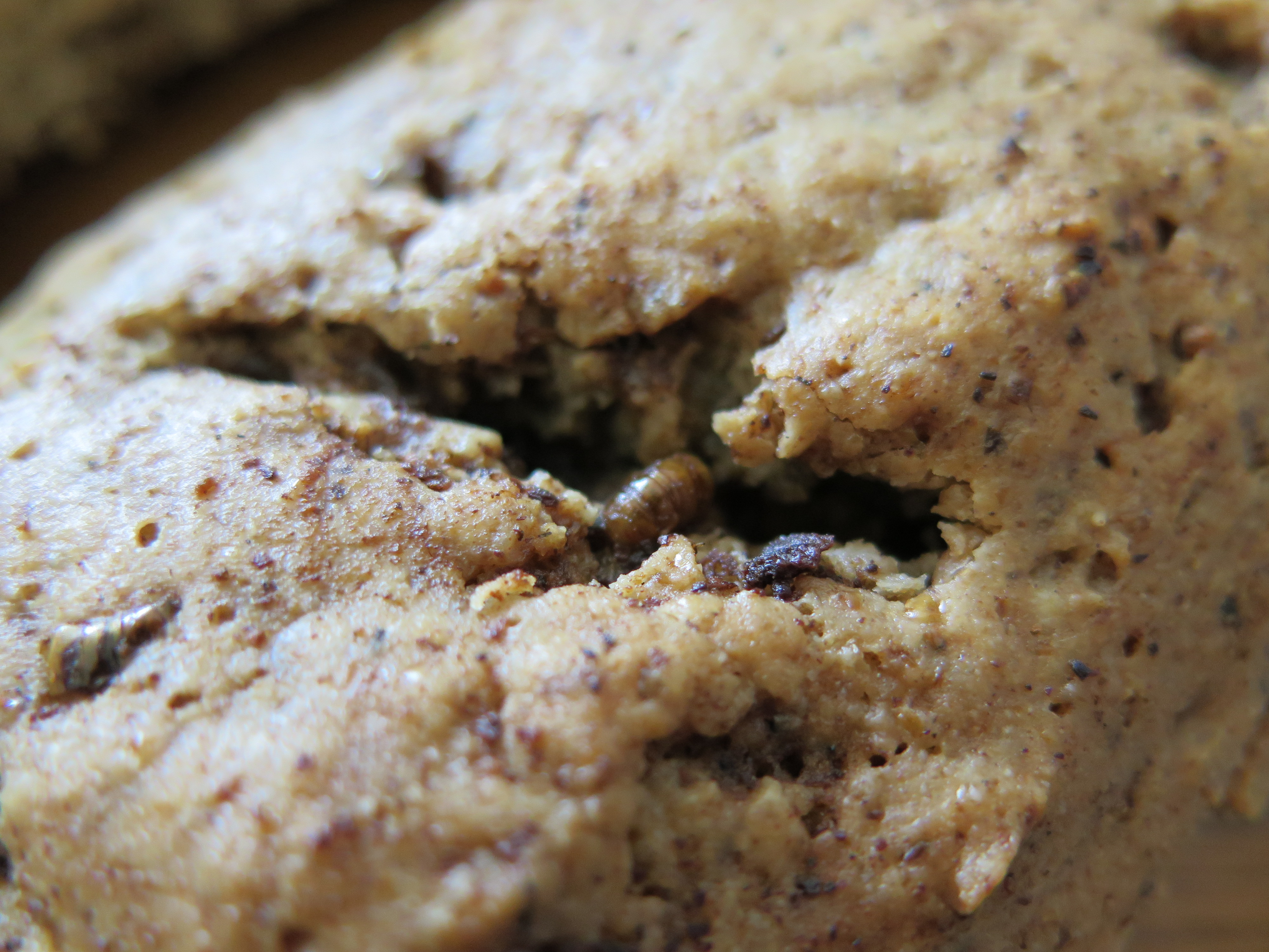 Mealworm French Bread.. Gluten Free 12 Steps (with Pictures