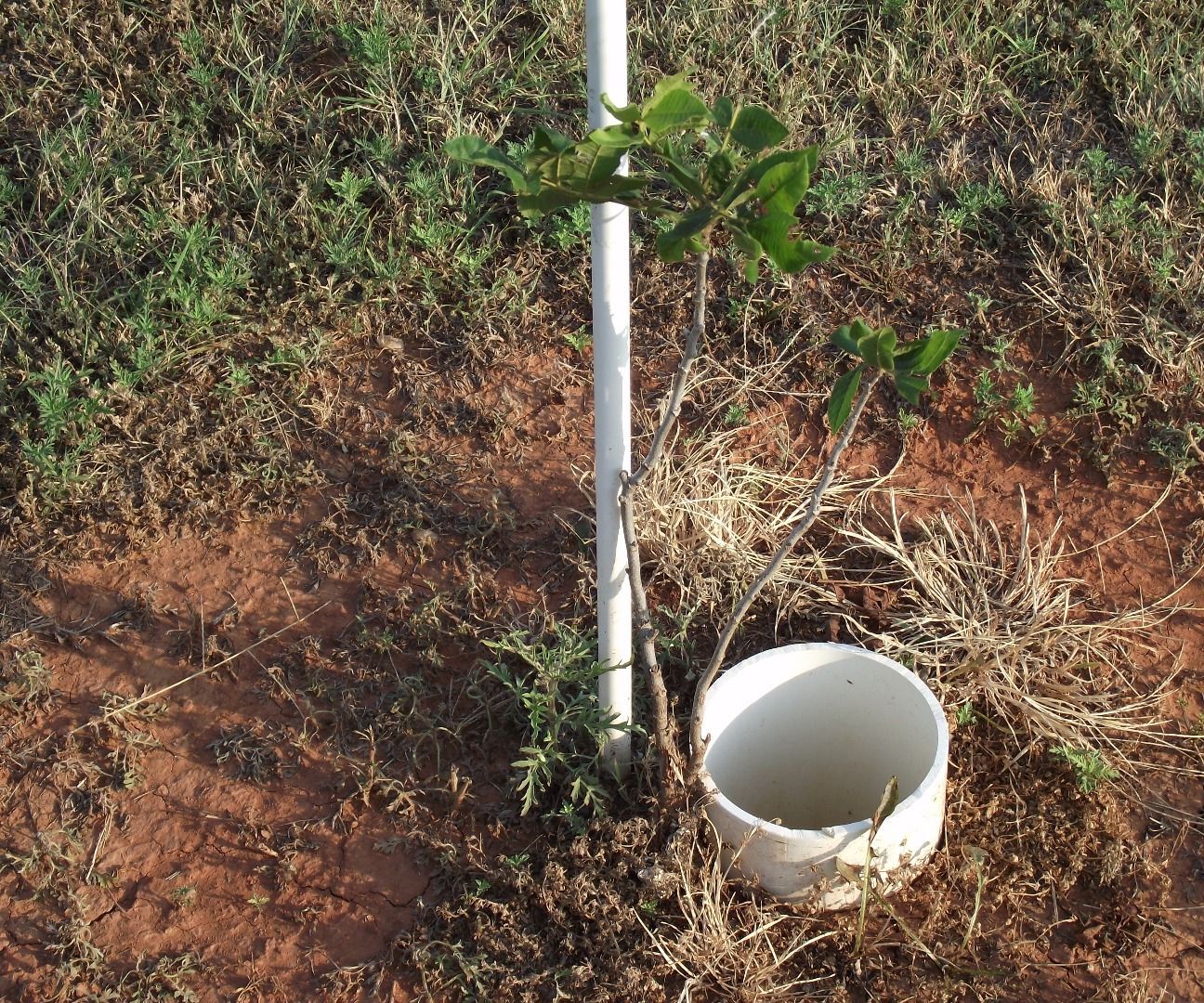 Keeping Pecan Seedling Trees Alive in Dry Conditions