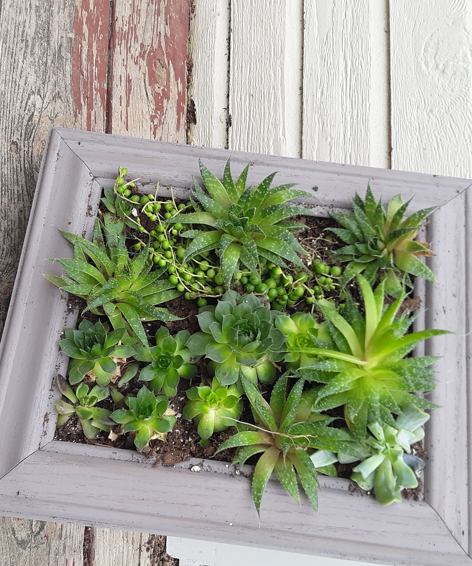Living Picture Frame
