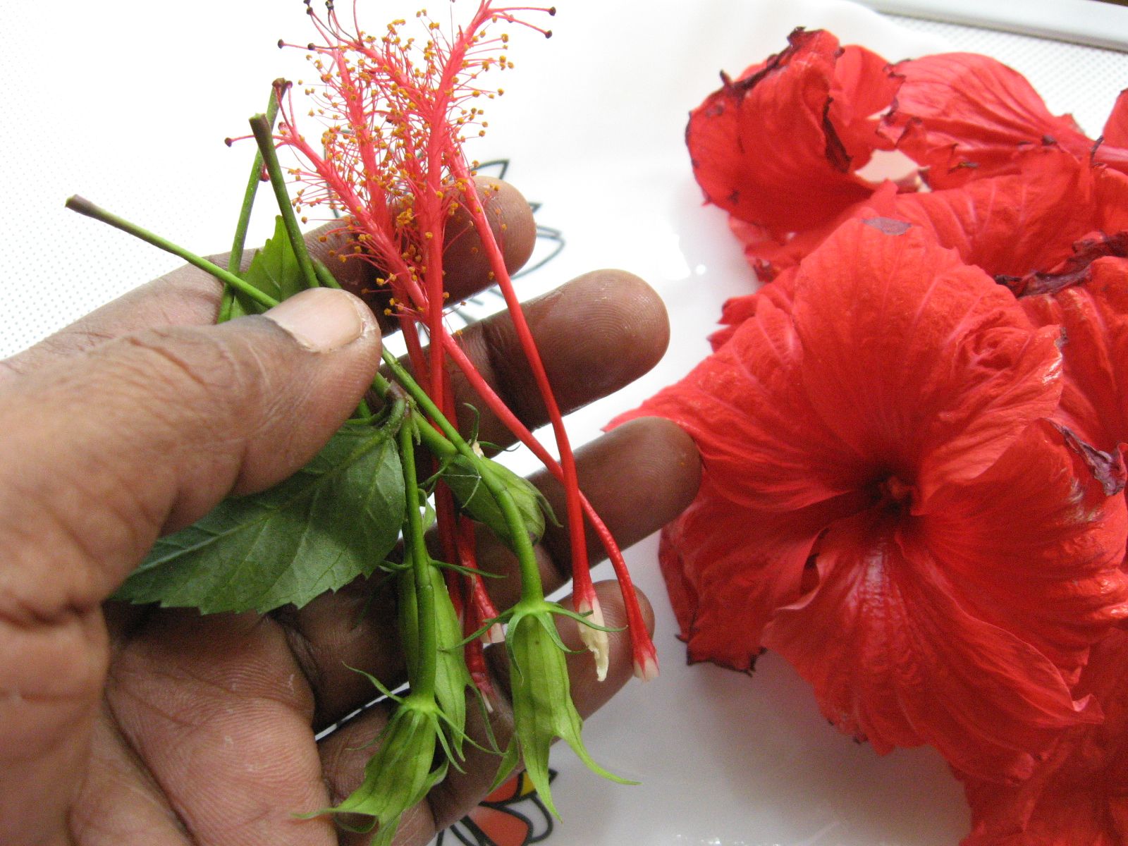 Hibiscus Tea With Fresh Flowers and Honey 7 Steps (with Pictures
