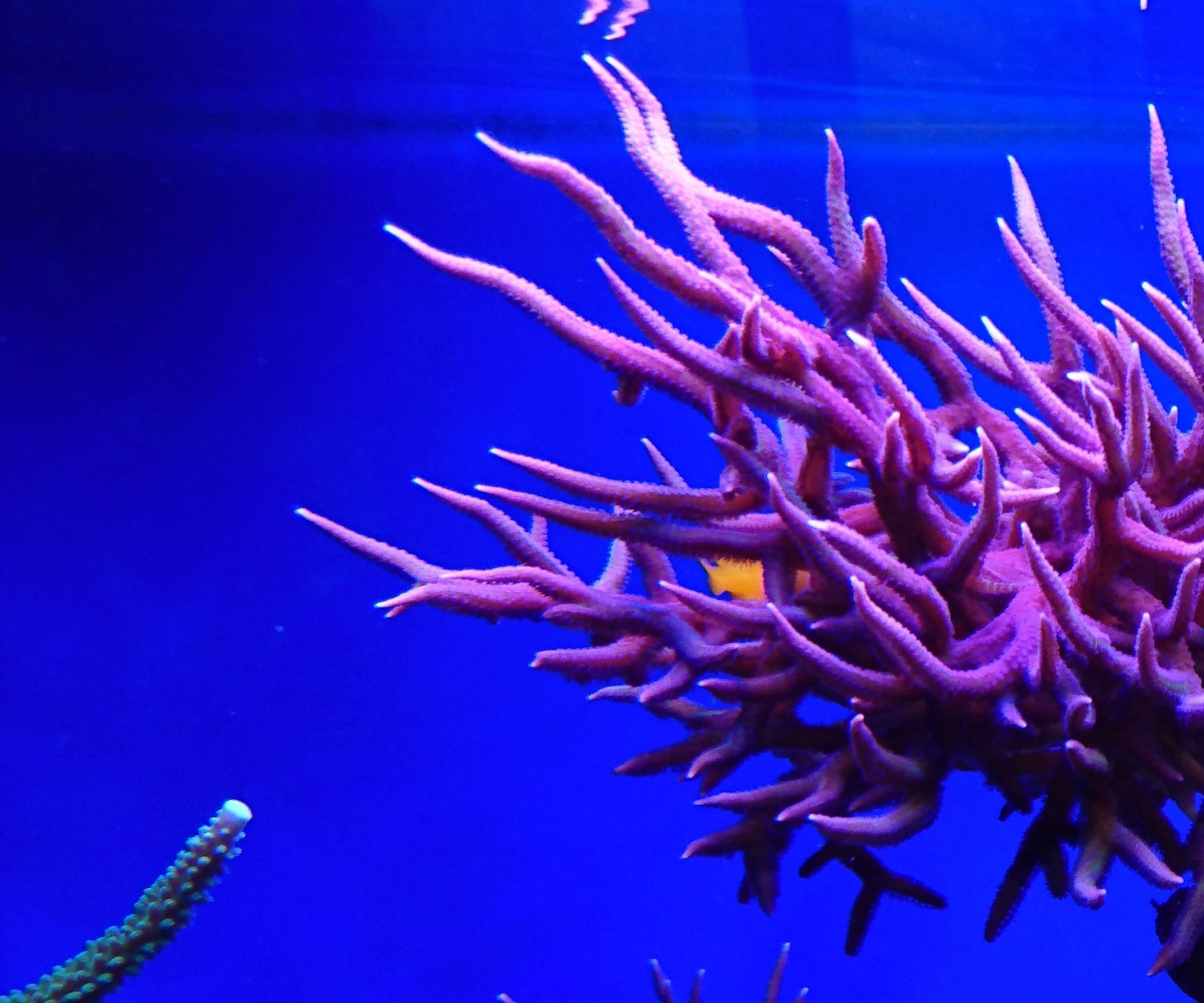 EAL - Coral Feeder Connected