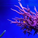 EAL - Coral Feeder Connected