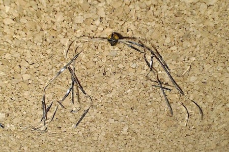 Make the Spider’s Legs