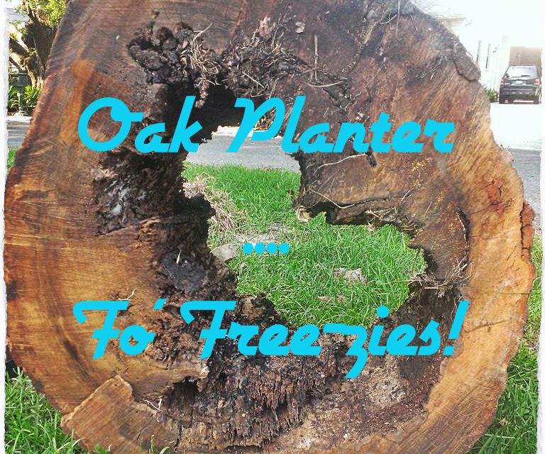 Oak Stump Planter - For Free-zies!