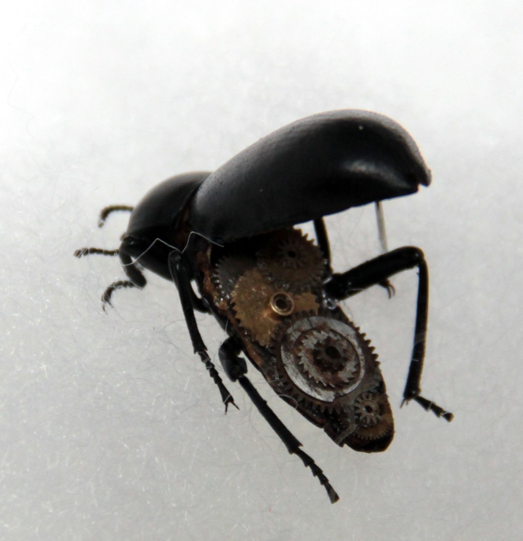 Clockwork Beetle 6 Steps (with Pictures) Instructables