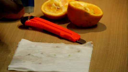 tree with orange seed pods