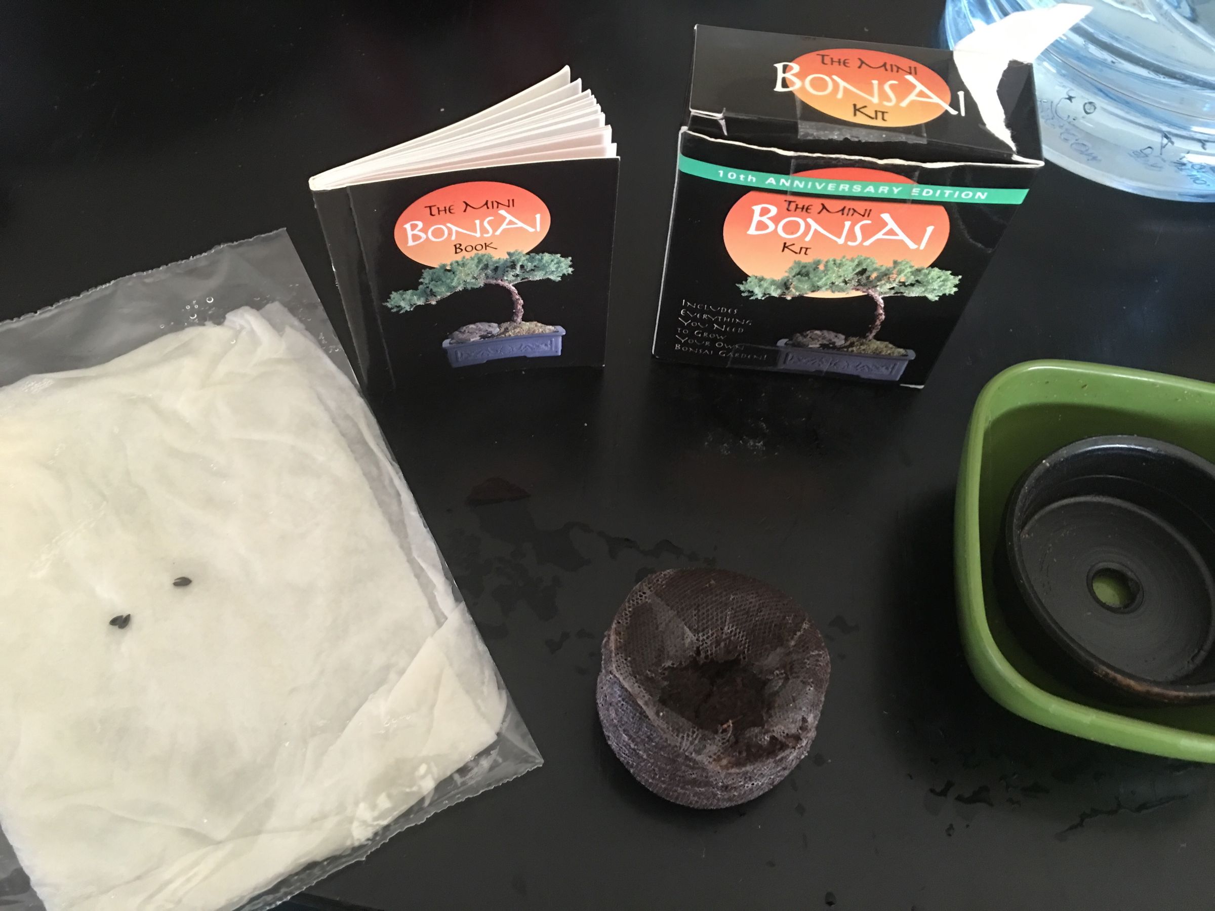 How to Grow a Bonsai Tree : 4 Steps - Instructables