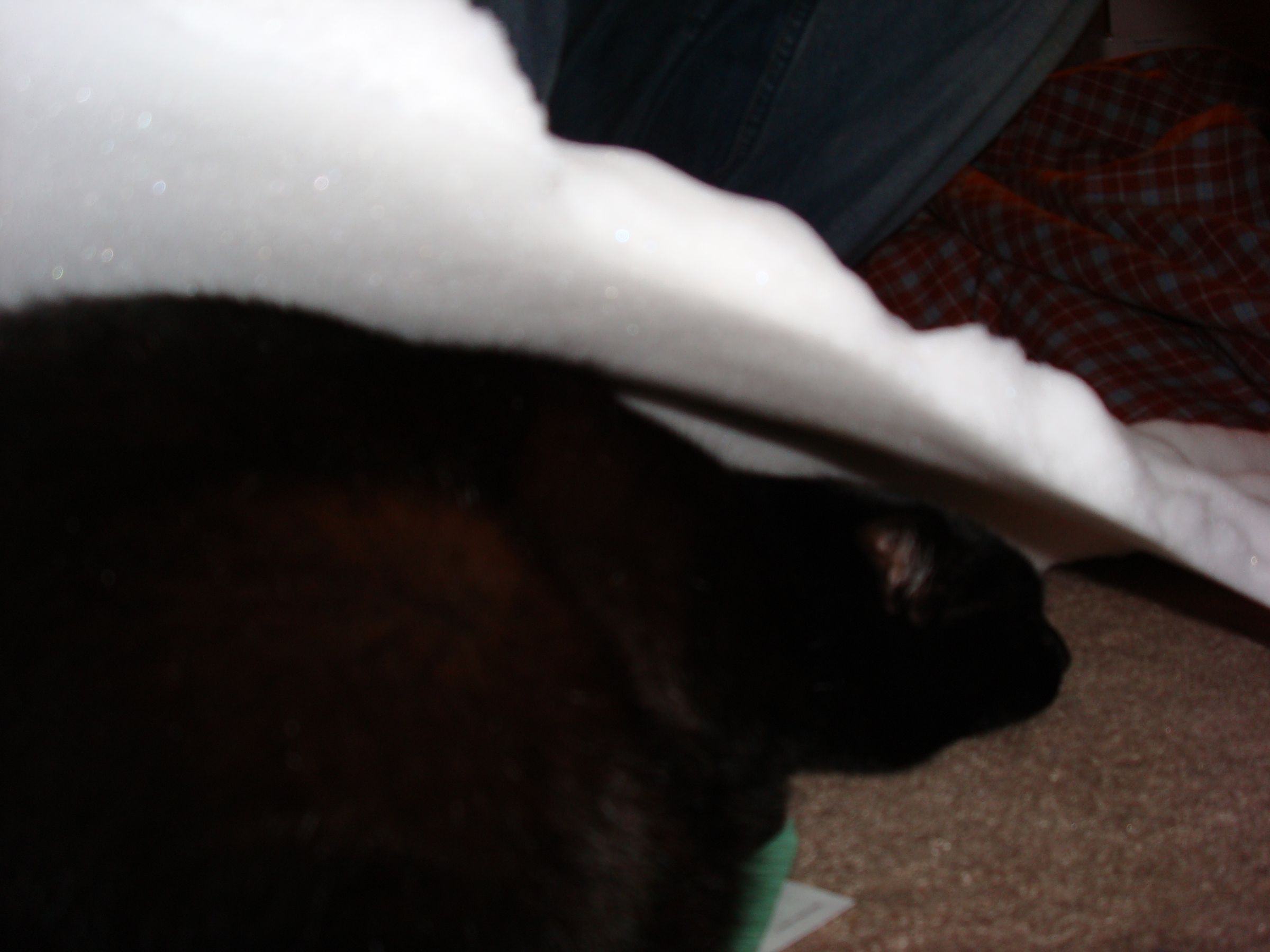 Softer Better (and More Expensive) Bean Bag Chair/sofa/bed! 7 Steps