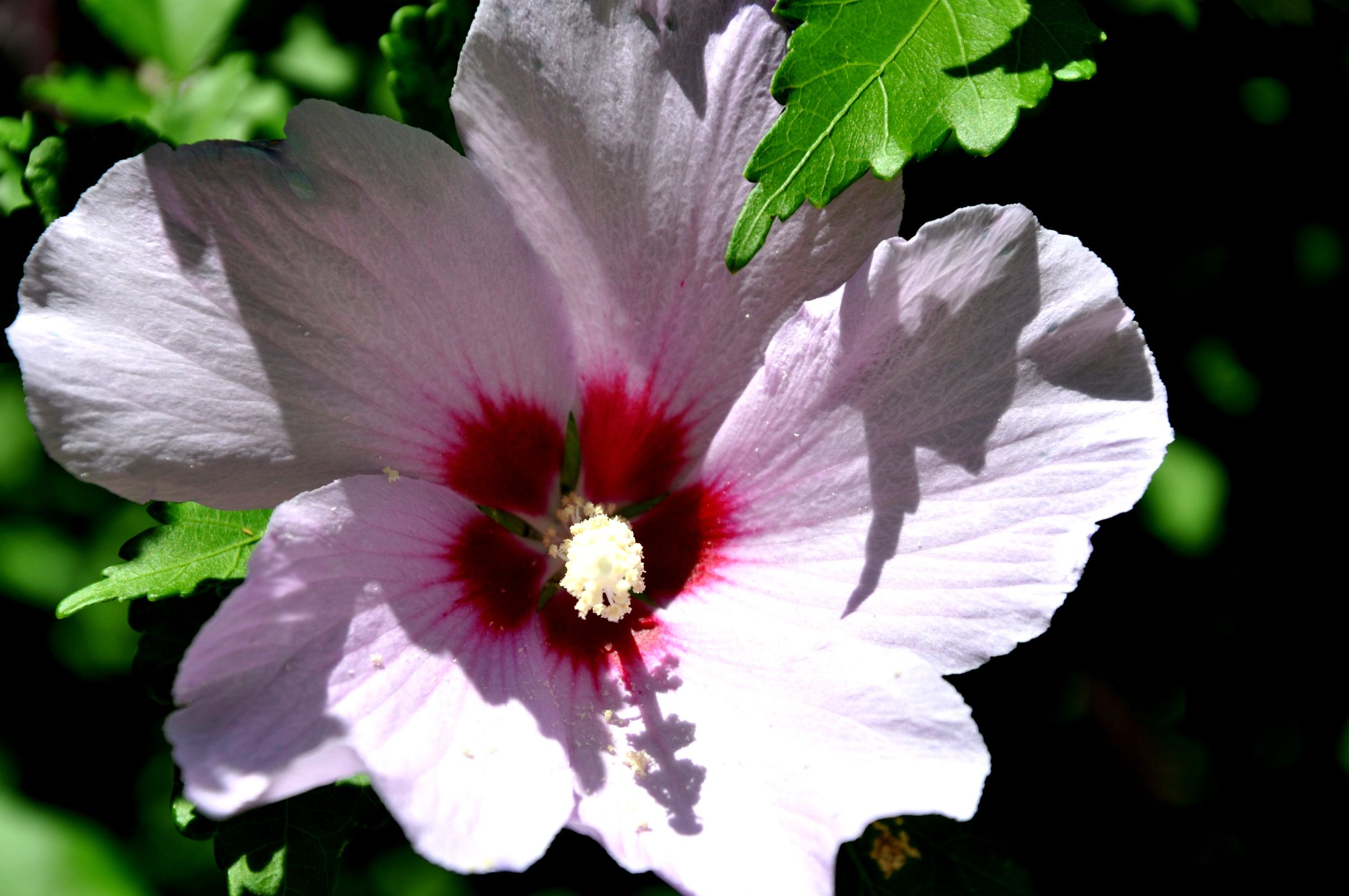 Gardening in Texas
