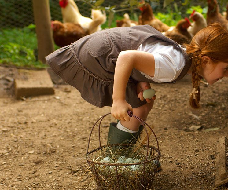 Quick Guide: How to Raise Chickens in Your Backyard