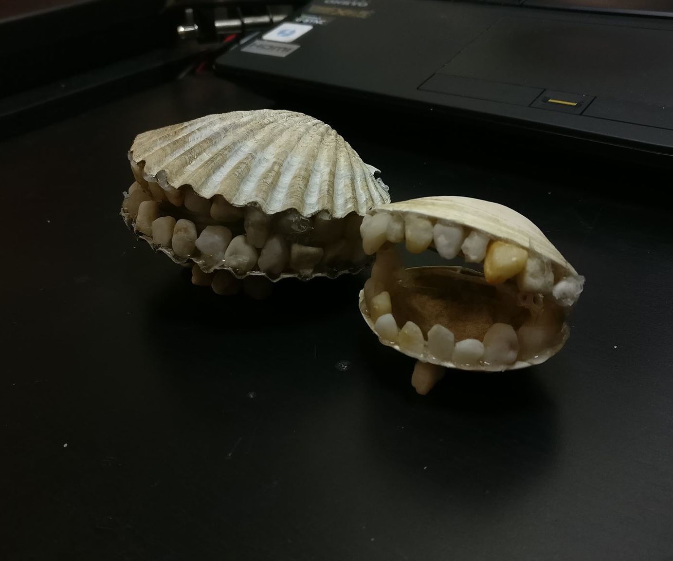 Toothy Shell Mouths