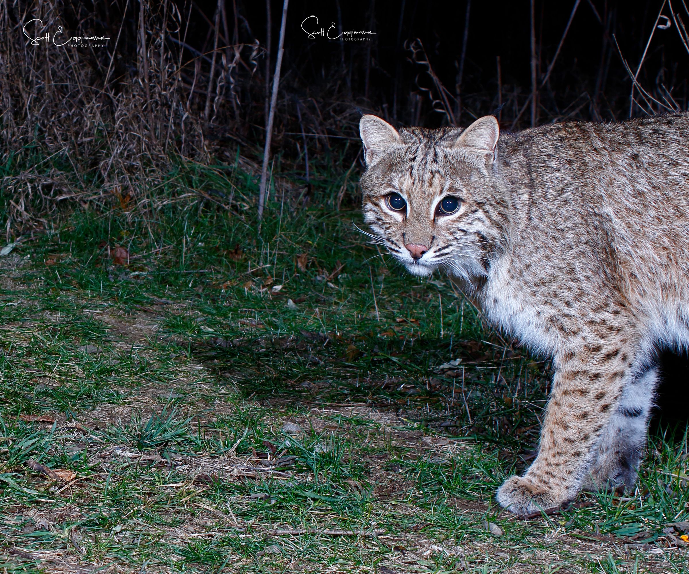 Basic Tree Mounted Flash Stand