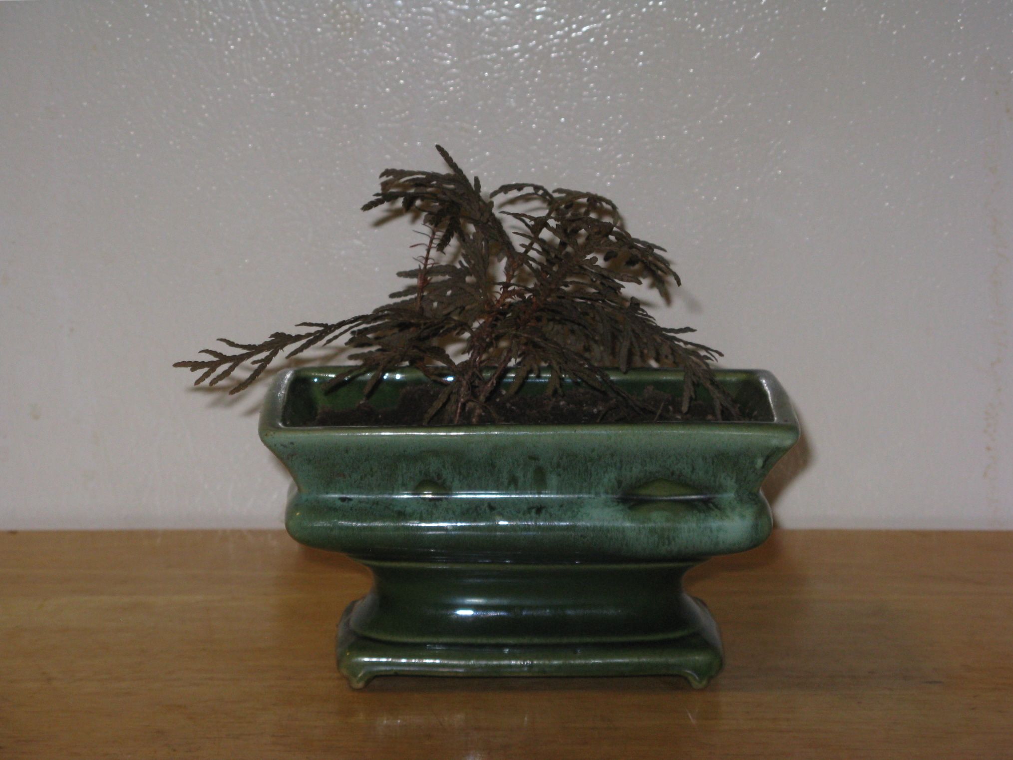 Starting a Bonsai From Seed : 6 Steps (with Pictures) - Instructables