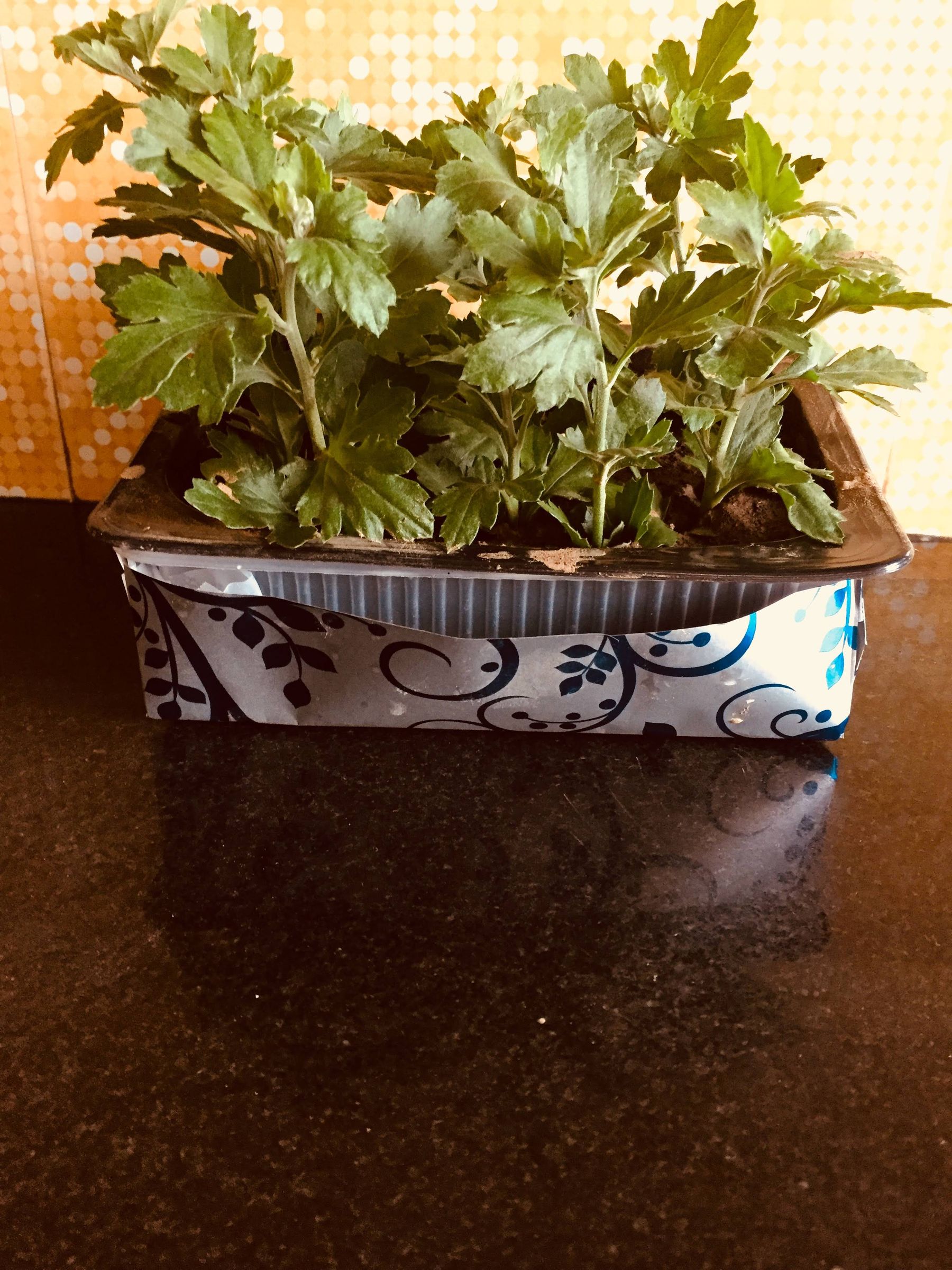 Self Watering Plant Stand Using Disposable Take Out Containers 3