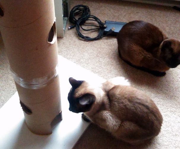 Starvation Tower (for Cats) 