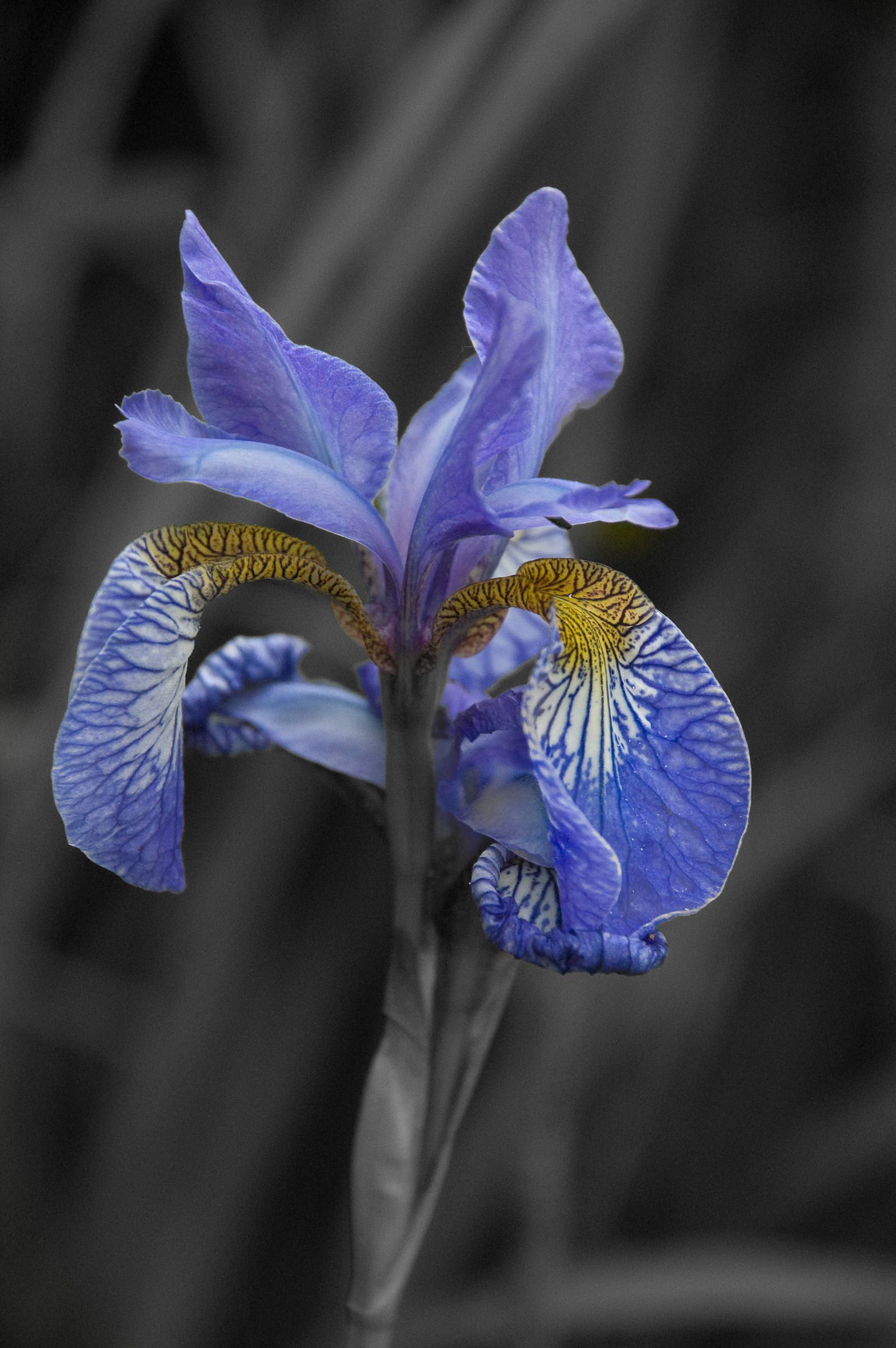 Colour Pop Technique in Lightroom