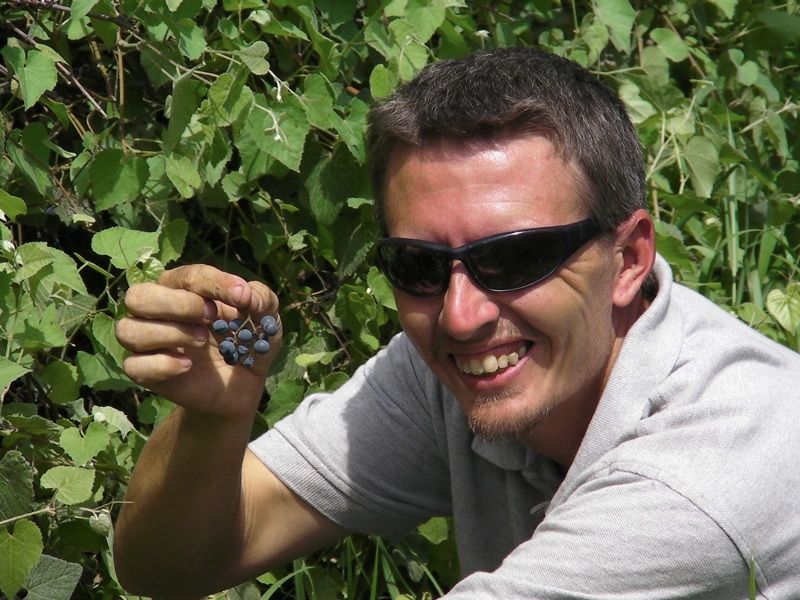 Wild Grape Jelly and More